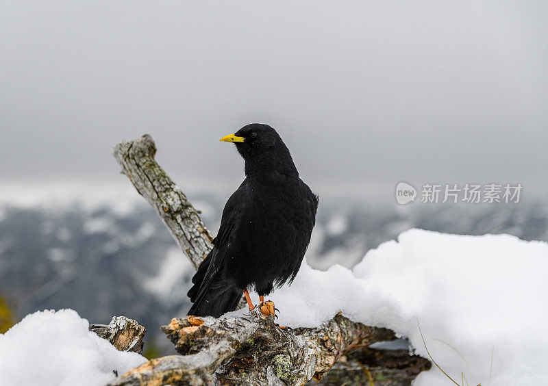 黑鸟，阿尔卑斯山咳嗽(Pyrrhocorax graculus)在雪域景观在朱利安阿尔卑斯山，斯洛文尼亚